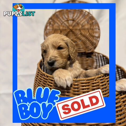 Groodle Puppies – Hypoallergenic, Healthy & Family-Raised - Pickup in 2 Weeks