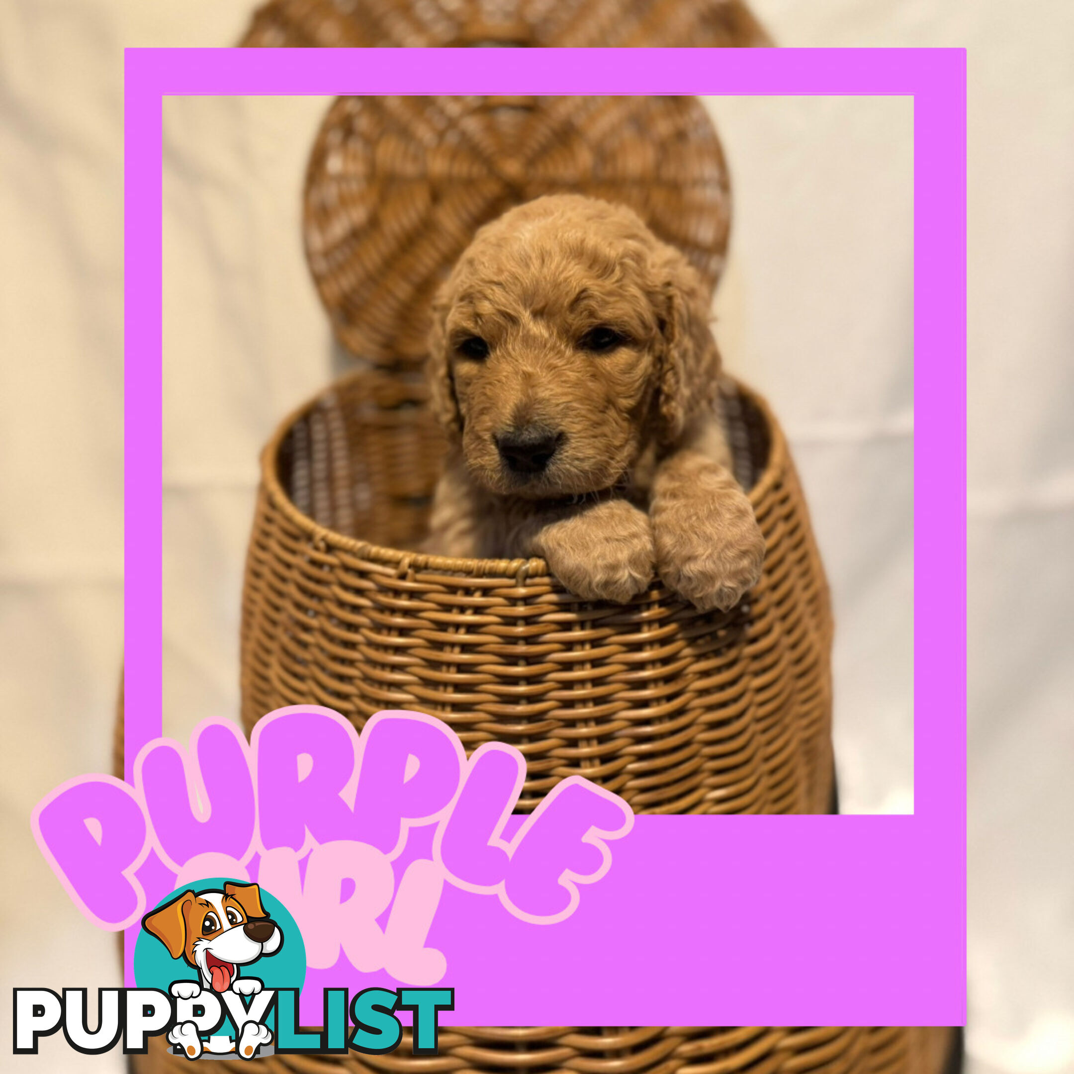 Groodle Puppies – Hypoallergenic, Healthy & Family-Raised - Pickup in 2 Weeks