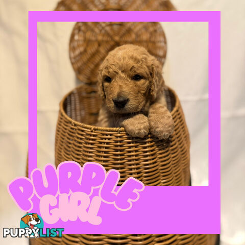 Groodle Puppies – Hypoallergenic, Healthy & Family-Raised - Pickup in 2 Weeks