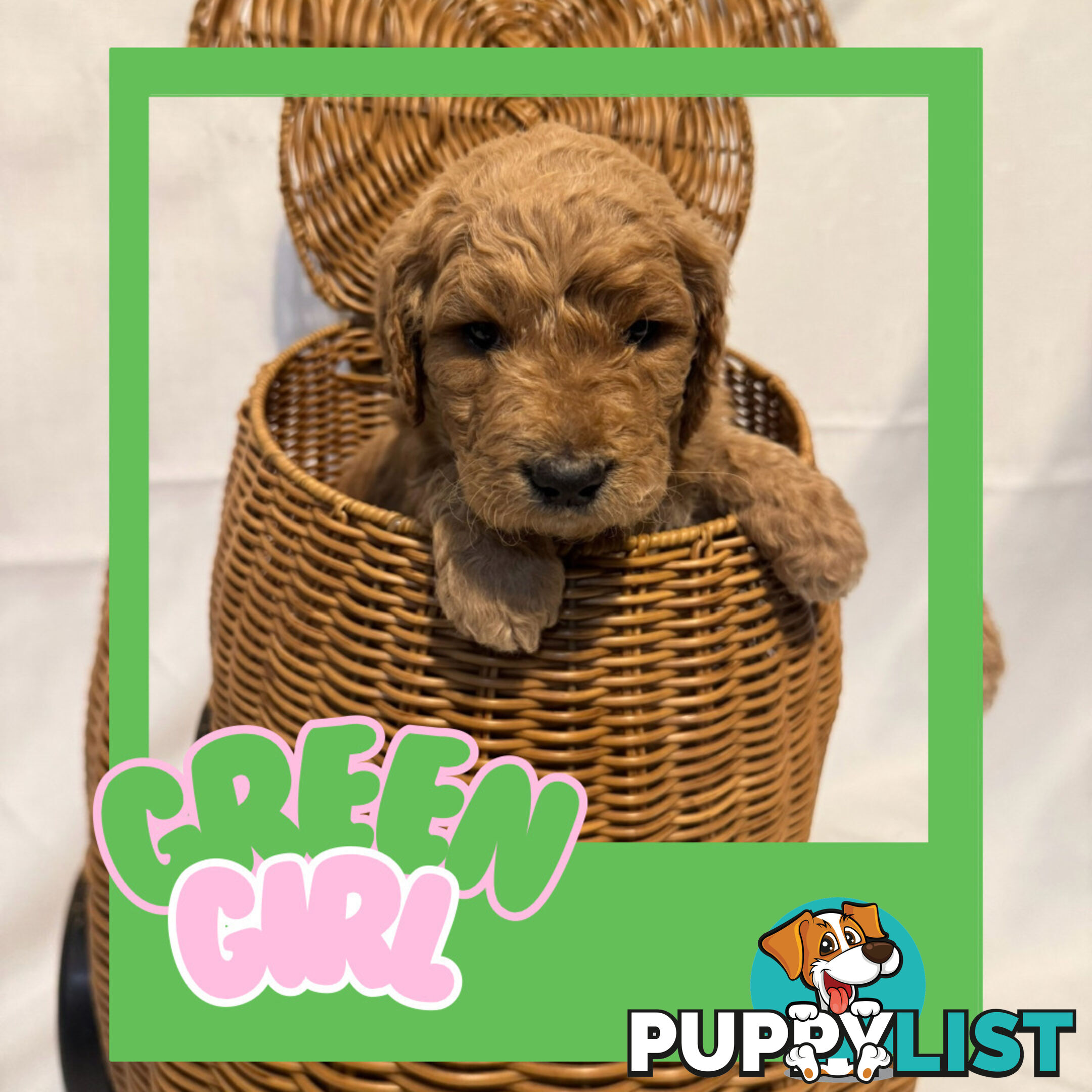 Groodle Puppies – Hypoallergenic, Healthy & Family-Raised - Pickup in 2 Weeks