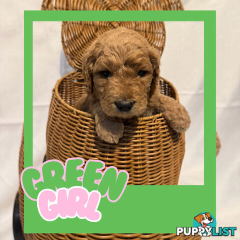 Groodle Puppies – Hypoallergenic, Healthy & Family-Raised - Pickup in 2 Weeks