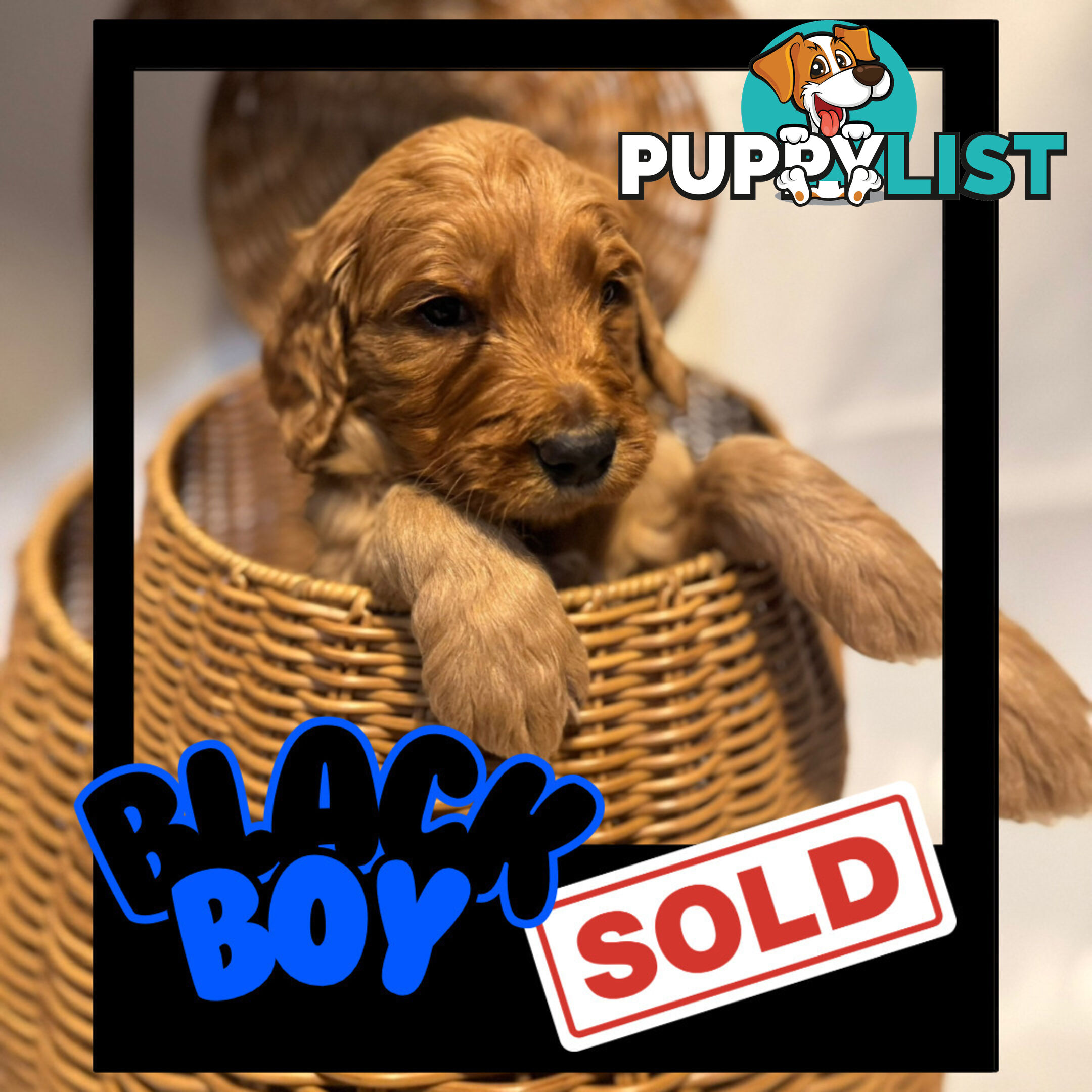 Groodle Puppies – Hypoallergenic, Healthy & Family-Raised - Pickup in 2 Weeks
