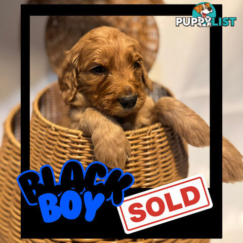 Groodle Puppies – Hypoallergenic, Healthy & Family-Raised - Pickup in 2 Weeks