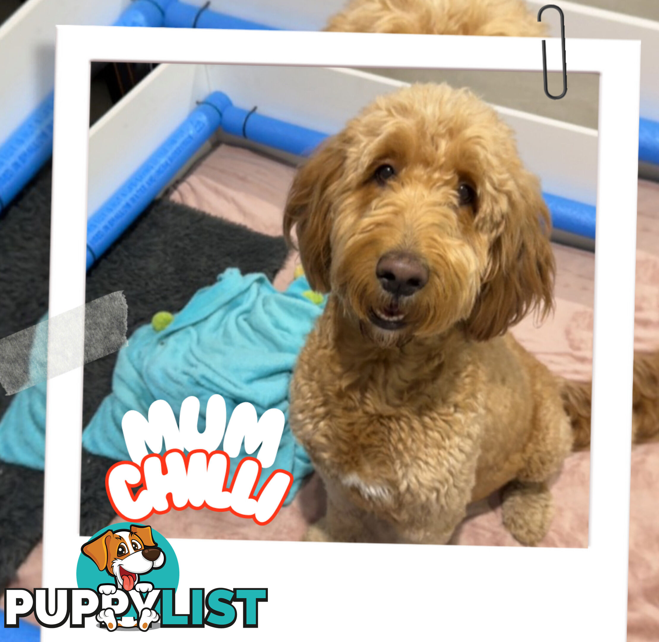 Groodle Puppies – Hypoallergenic, Healthy &amp;amp;amp; Family-Raised - Pickup in 2 Weeks