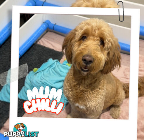 Groodle Puppies – Hypoallergenic, Healthy &amp;amp; Family-Raised - Pickup in 2 Weeks