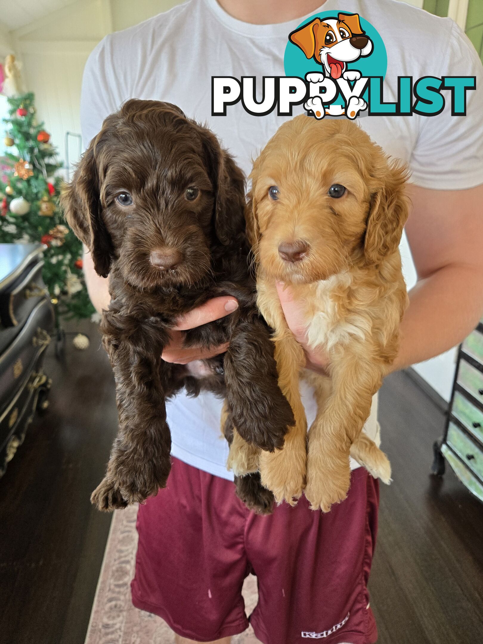 Labradoodles, multi gen, non shed fleece, DNA clear, mid size, 8 left Townsville