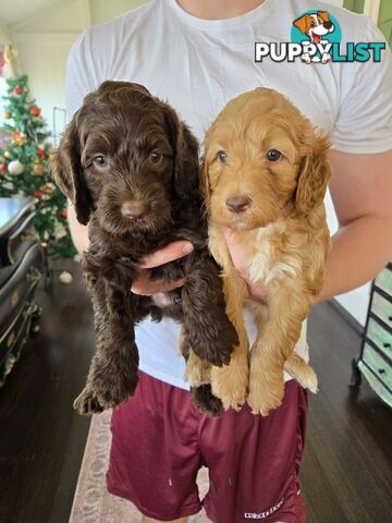 Labradoodles, multi gen, non shed fleece, DNA clear, mid size, 8 left Townsville