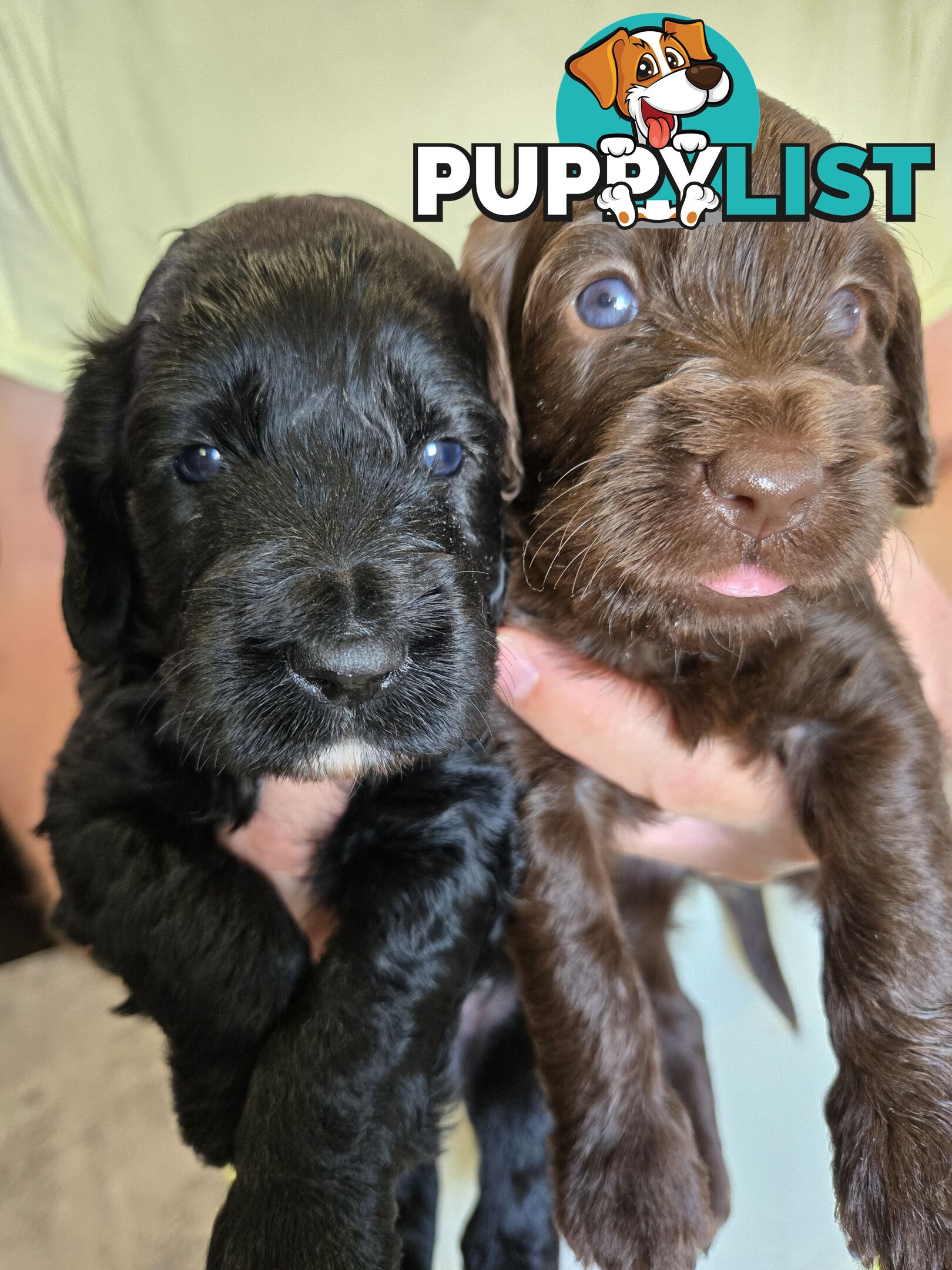 Labradoodles, multi gen, non shed fleece, DNA clear, mid size, 8 left Townsville