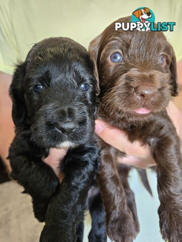 Labradoodles, multi gen, non shed fleece, DNA clear, mid size, 8 left Townsville