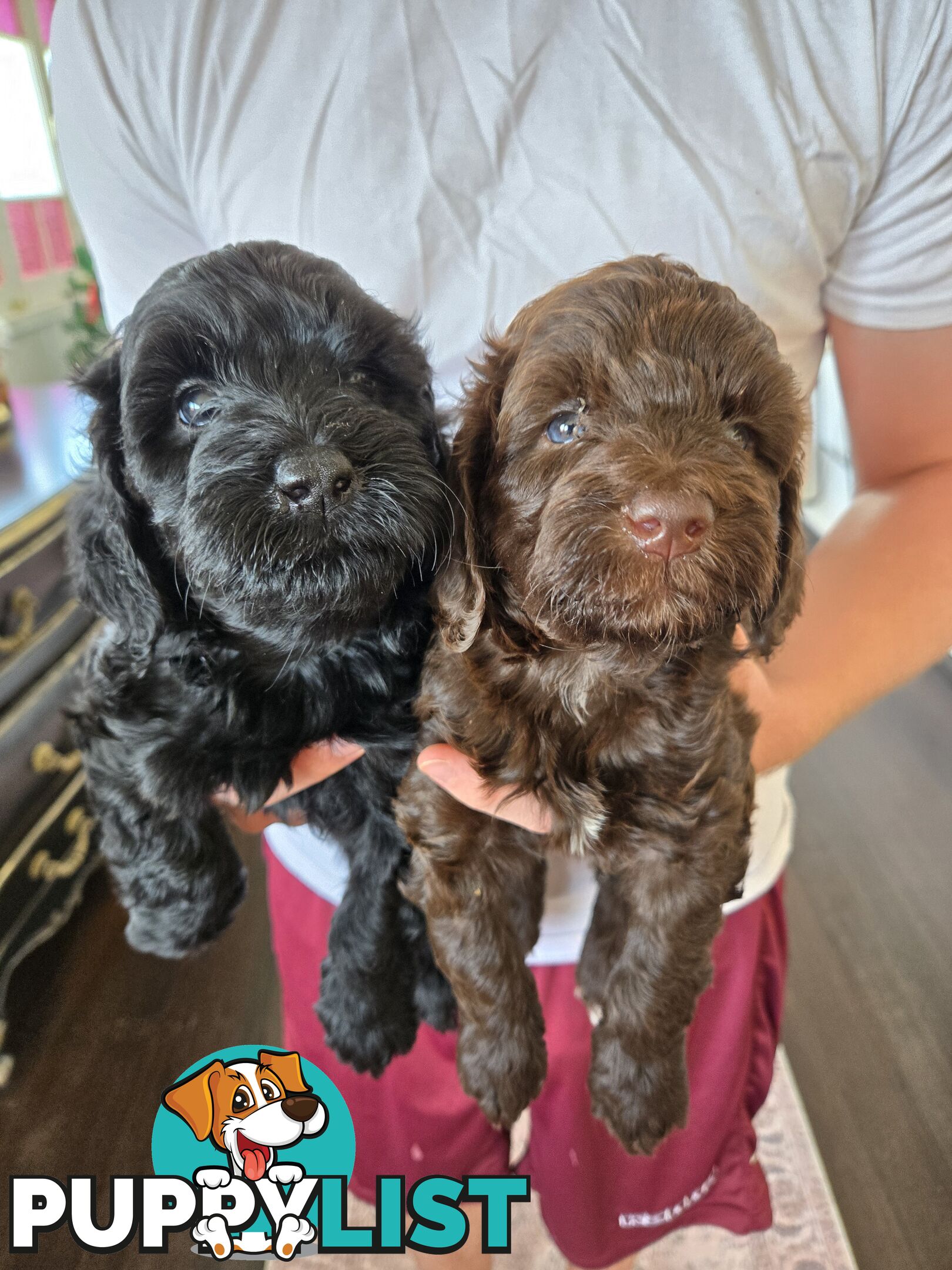 Labradoodles, multi gen, non shed fleece, DNA clear, mid size, 8 left Townsville