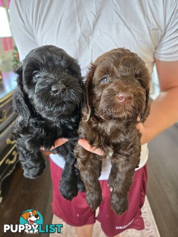 Labradoodles, multi gen, non shed fleece, DNA clear, mid size, 8 left Townsville