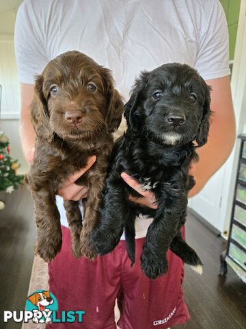 Labradoodles, multi gen, non shed fleece, DNA clear, mid size, 8 left Townsville