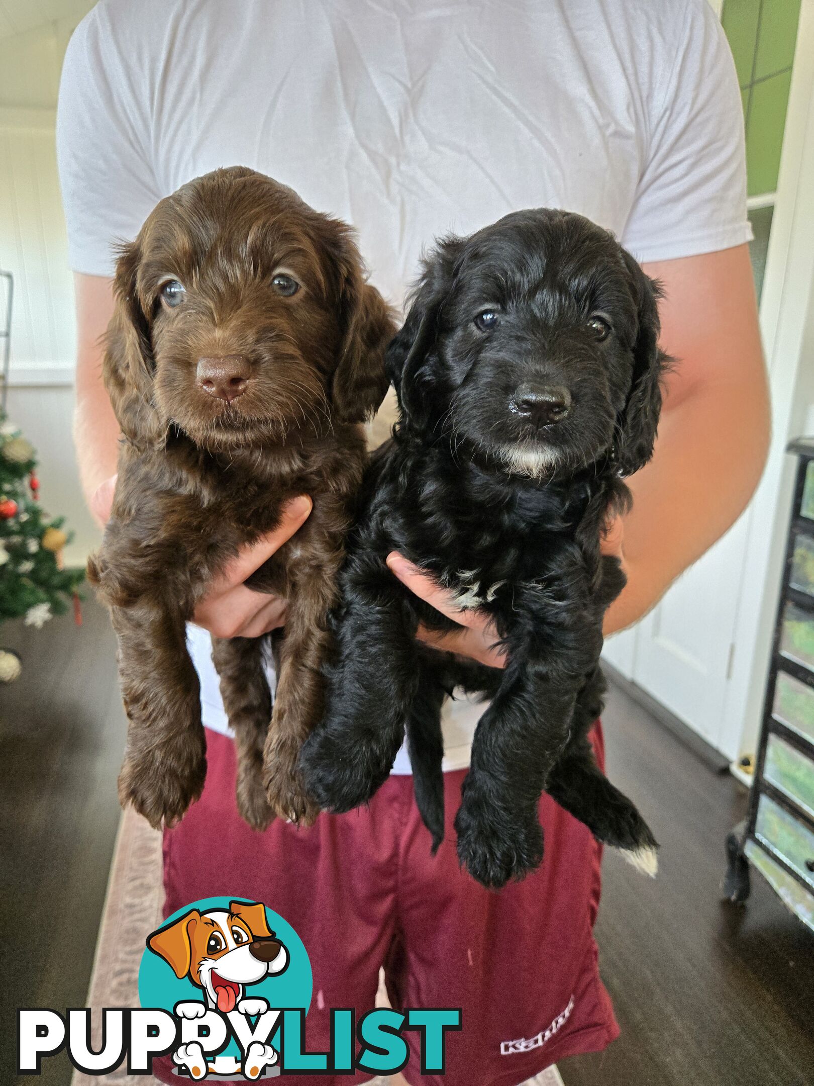 Labradoodles, multi gen, non shed fleece, DNA clear, mid size, 8 left Townsville