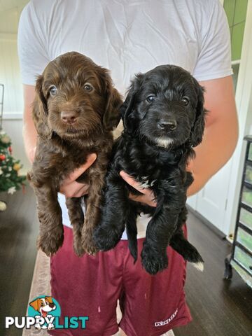 Labradoodles, multi gen, non shed fleece, DNA clear, mid size, 8 left Townsville