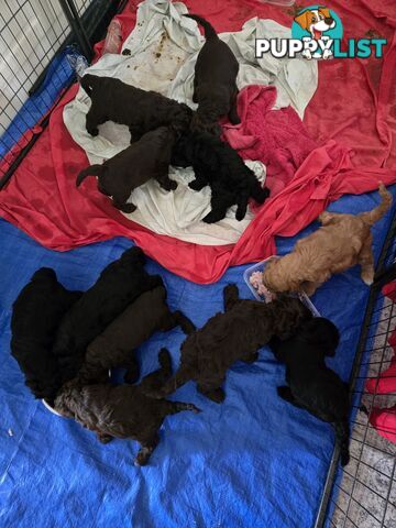 Labradoodles, multi gen, non shed fleece, DNA clear, mid size, 8 left Townsville