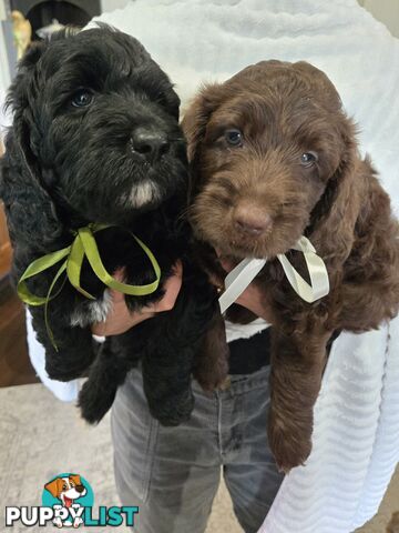 Labradoodles, multi gen, non shed fleece, DNA clear, mid size, 7 left Townsville