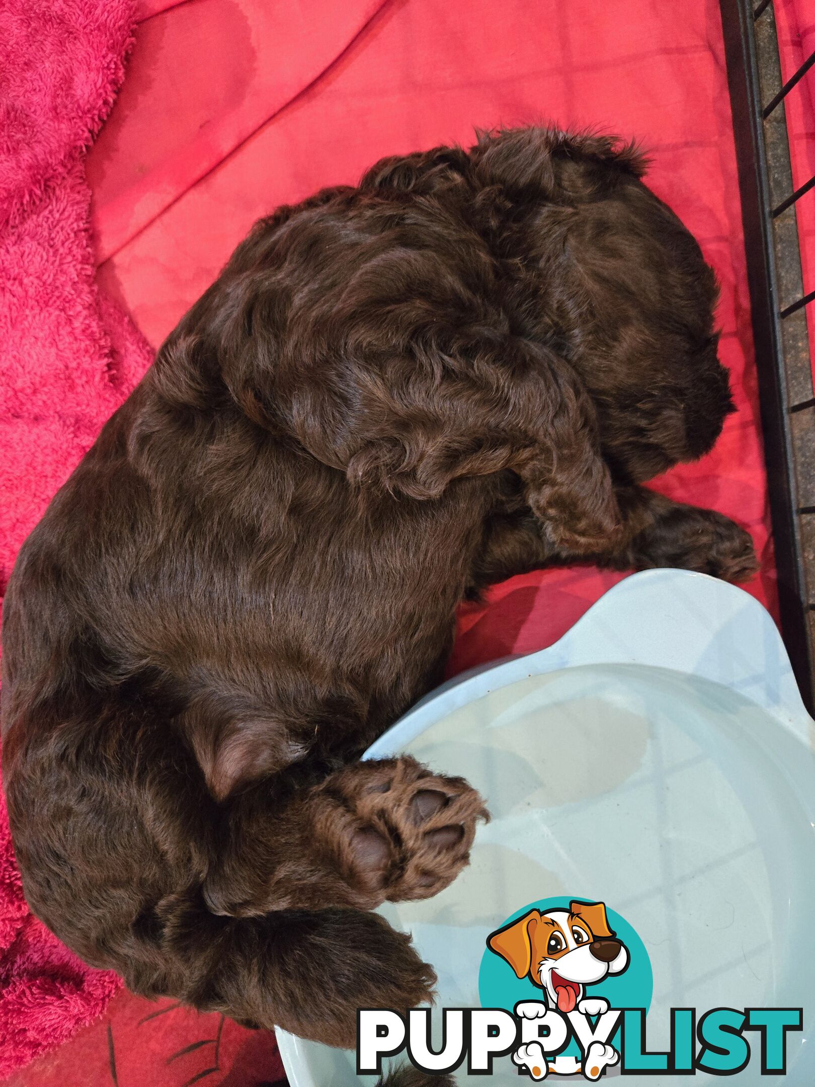 Labradoodles, multi gen, non shed fleece, DNA clear, mid size, 8 left Townsville