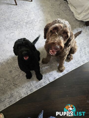 Labradoodles, multi gen, non shed fleece, DNA clear, mid size, 8 left Townsville