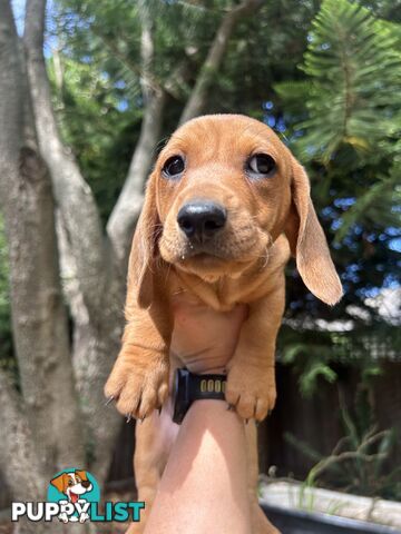 Miniature dachshund puppies