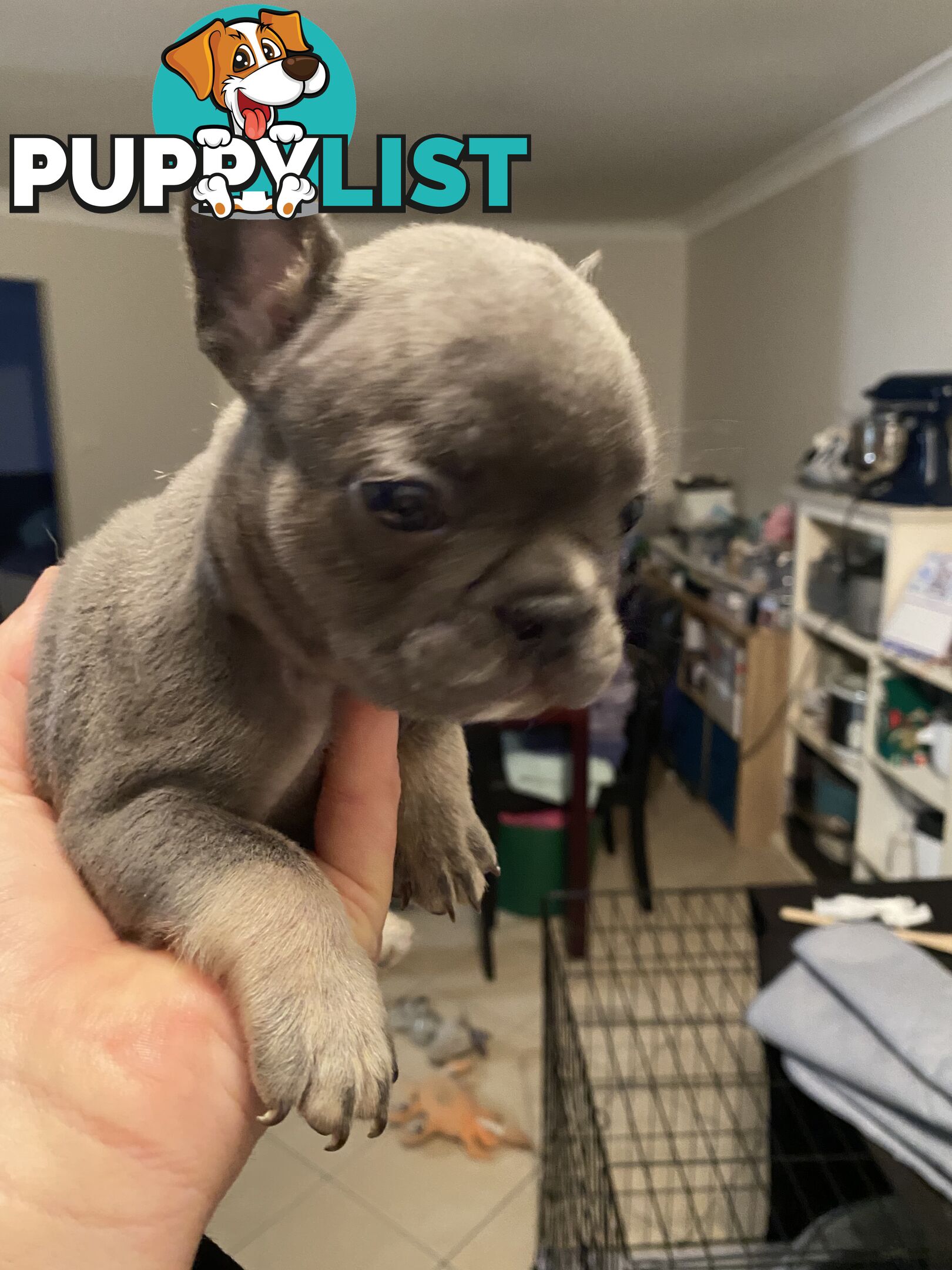Cute little french bulldog puppies