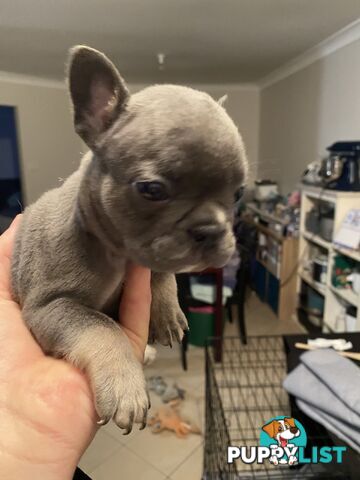 Cute little french bulldog puppies