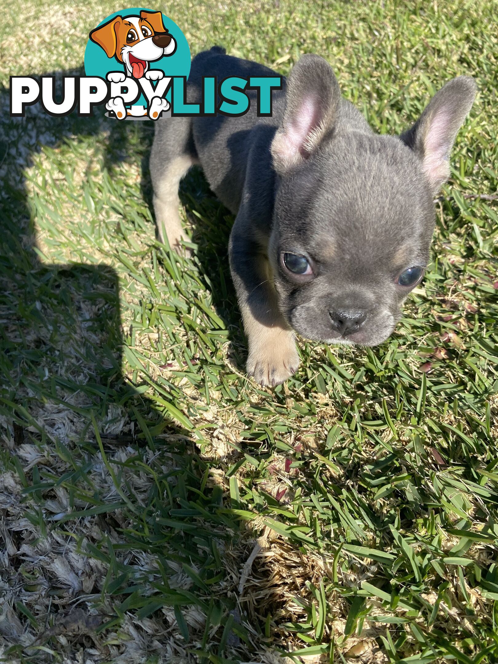 Cute little french bulldog puppies