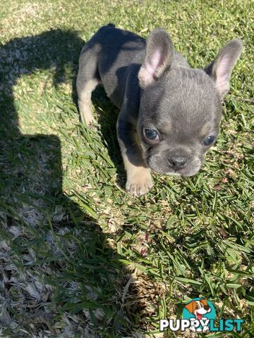 Cute little french bulldog puppies