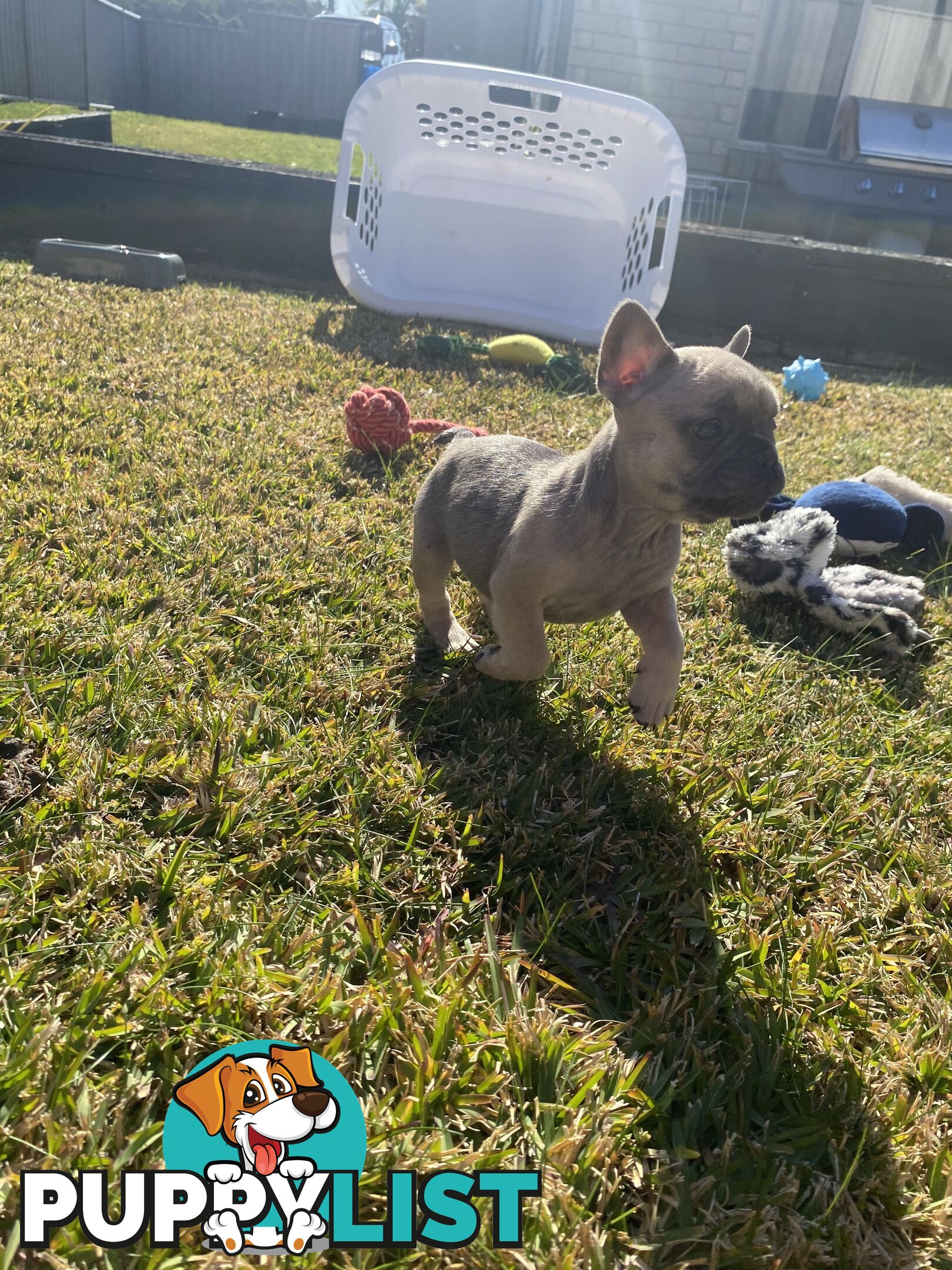 Cute little french bulldog puppies