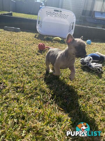 Cute little french bulldog puppies