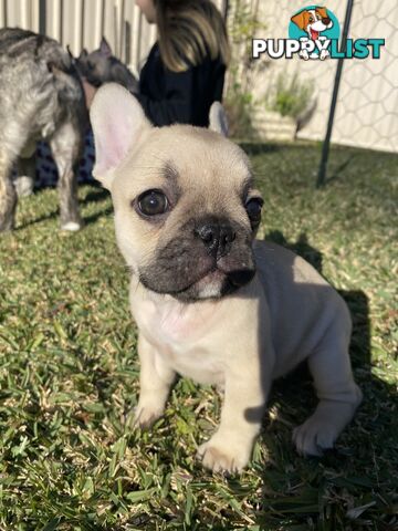 Cute french bulldog puppies ready to go now