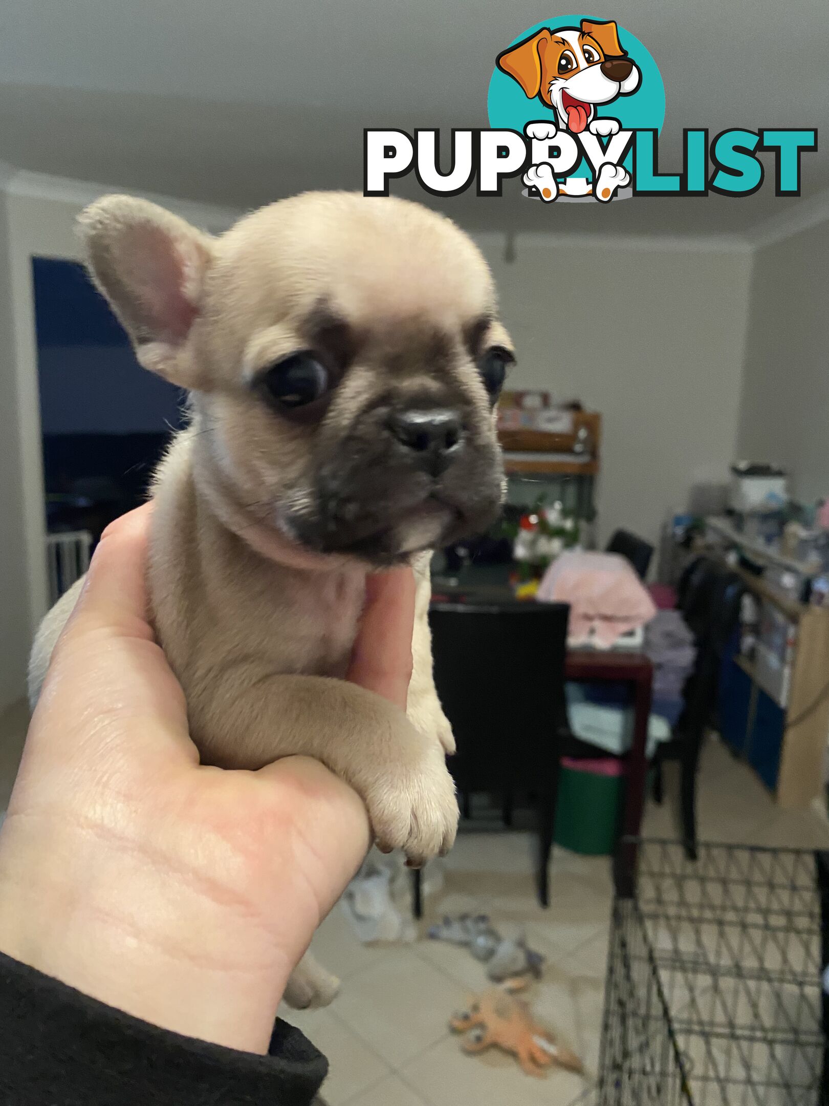 Cute little french bulldog puppies