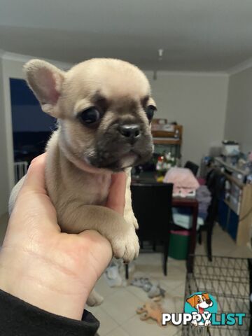 Cute little french bulldog puppies