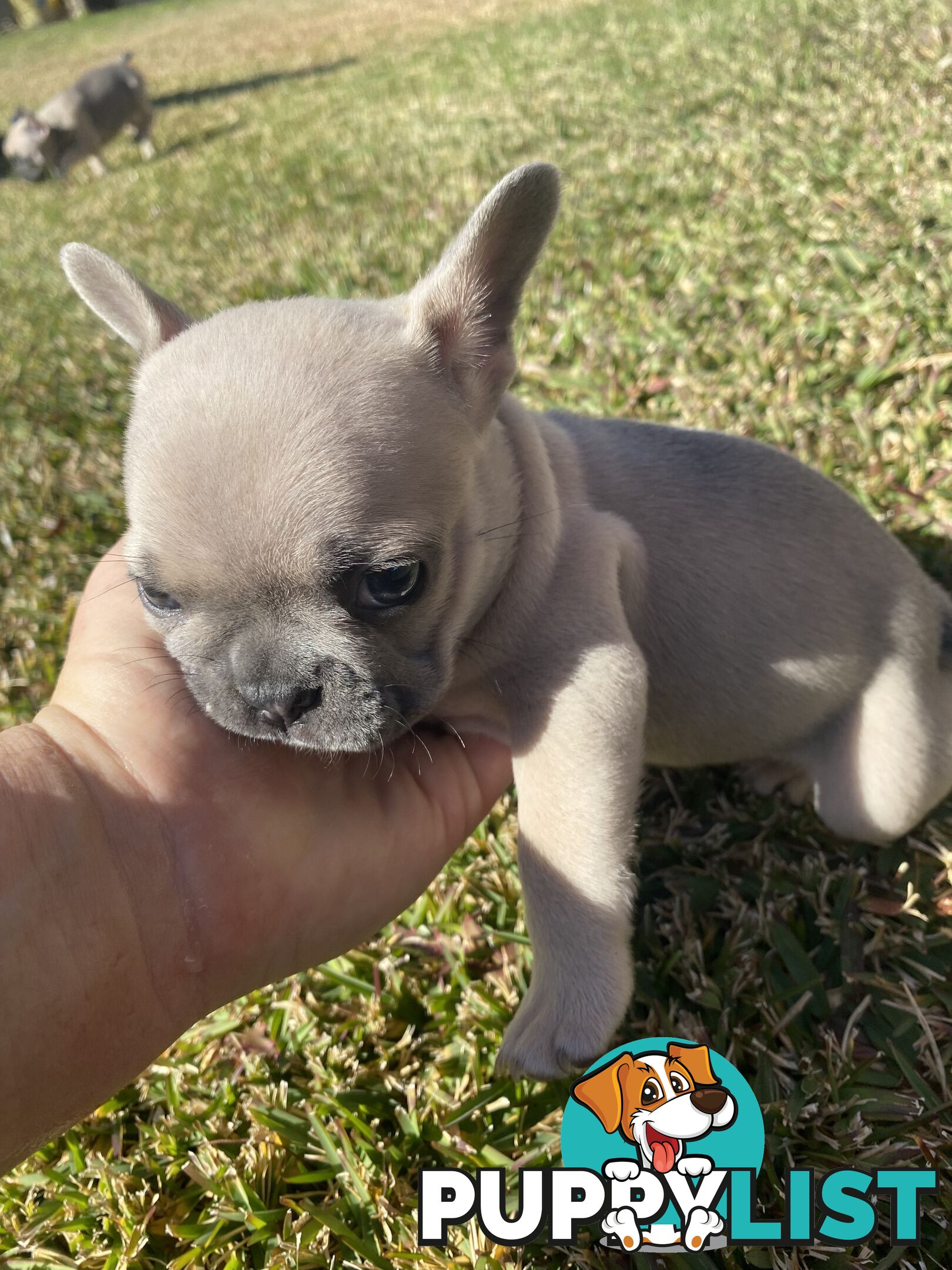 Cute little french bulldog puppies