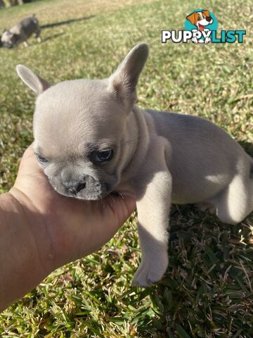 Cute little french bulldog puppies