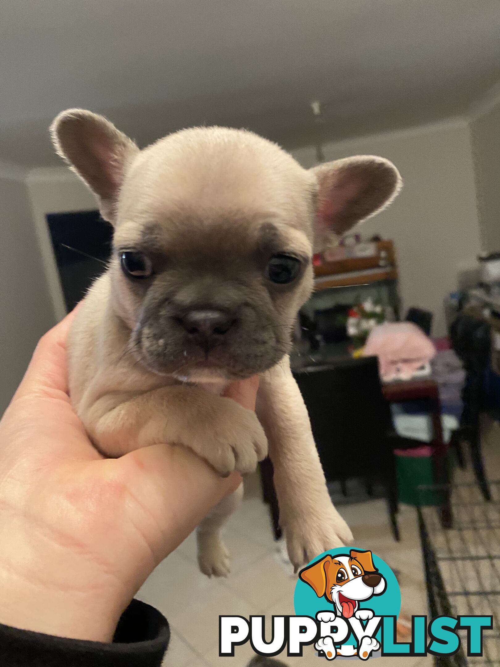 Cute little french bulldog puppies