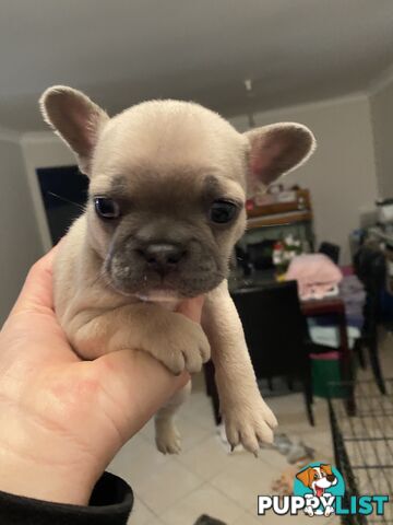 Cute little french bulldog puppies