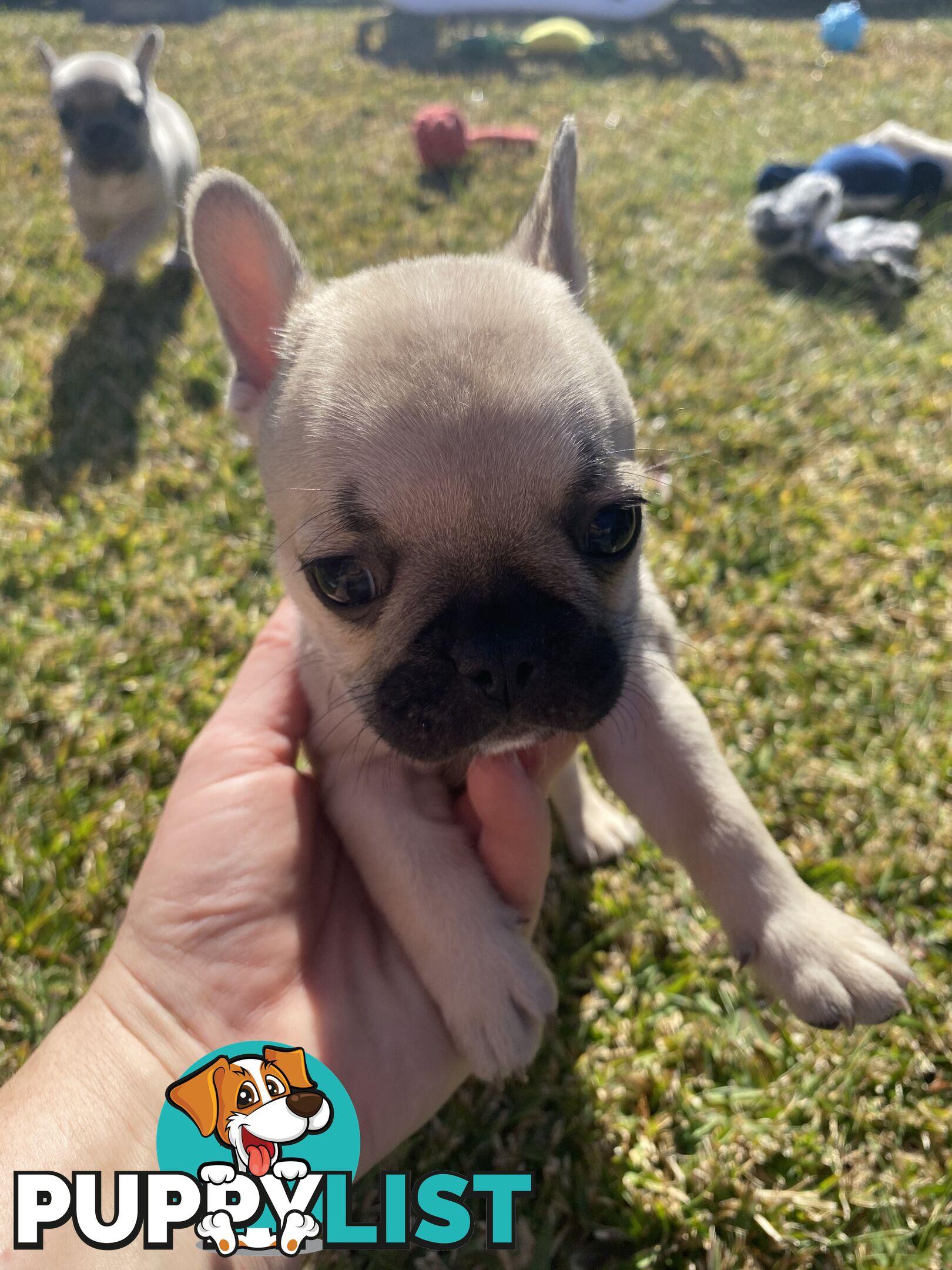 Cute little french bulldog puppies