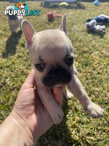 Cute little french bulldog puppies