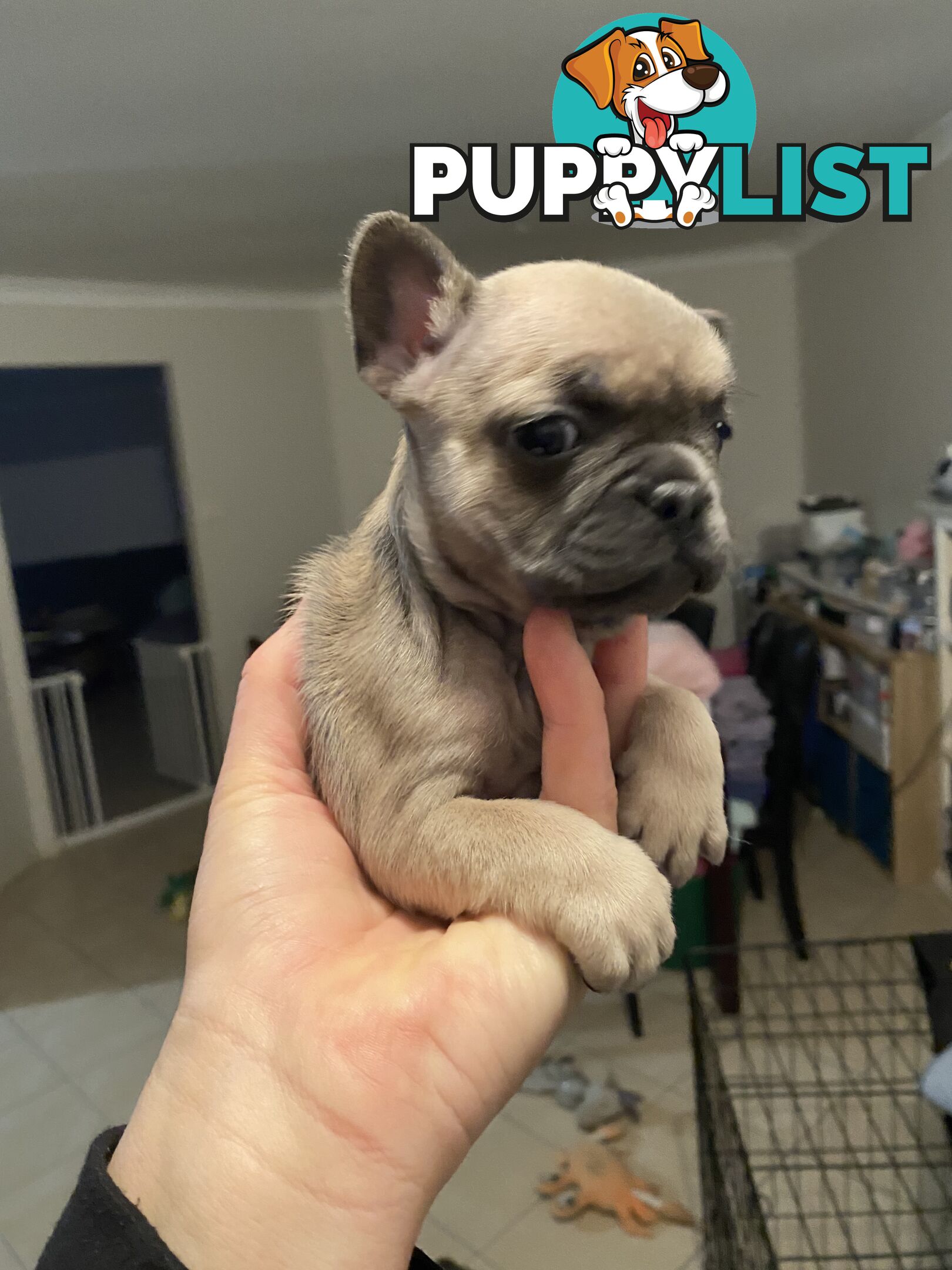 Cute little french bulldog puppies