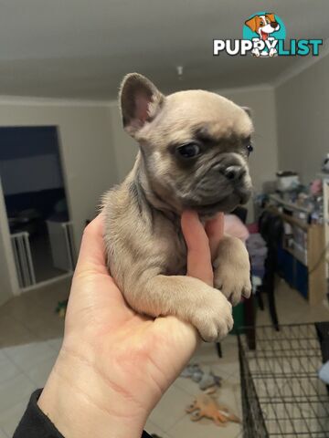 Cute little french bulldog puppies