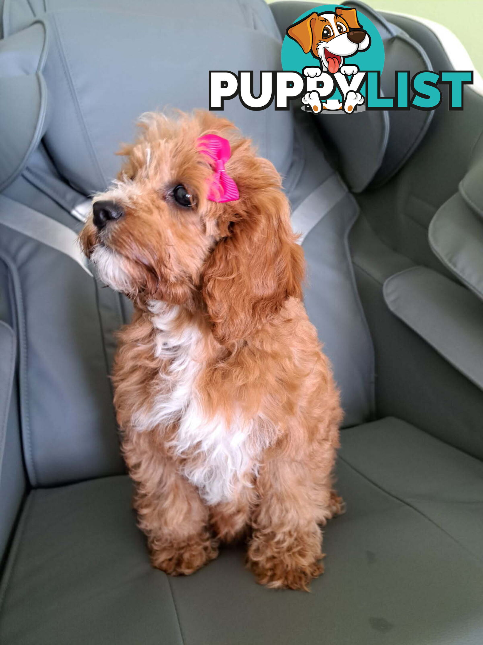 Adorable Toy Cavoodle puppy - ready for forever home