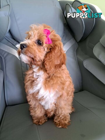 Adorable Toy Cavoodle puppy - ready for forever home