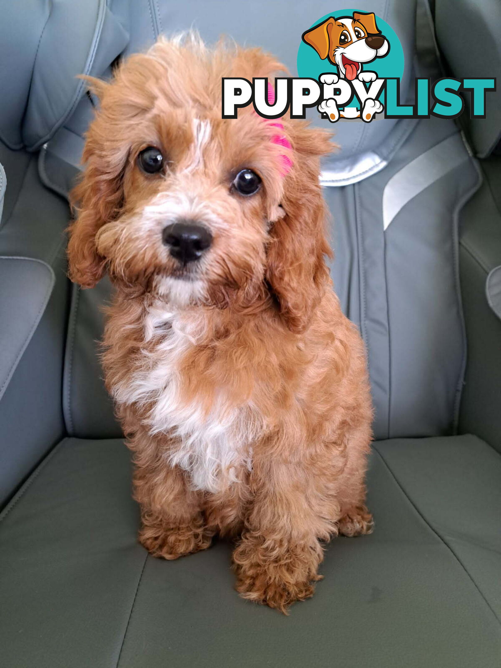 Adorable Toy Cavoodle puppy - ready for forever home