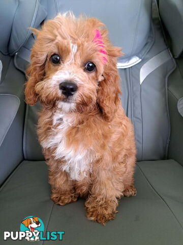 Adorable Toy Cavoodle puppy - ready for forever home