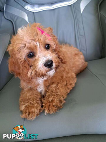 Adorable Toy Cavoodle puppy - ready for forever home