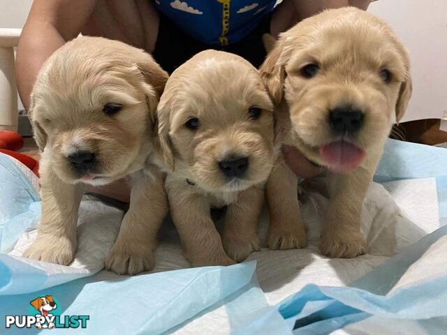 Pure-bred Golden Retriever puppies ready soon