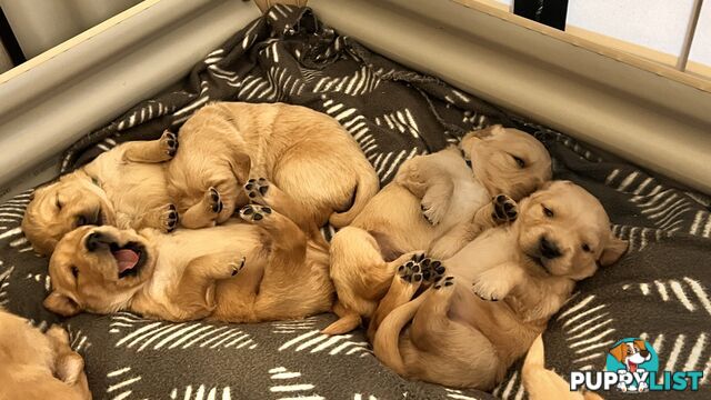 Pure-bred Golden Retriever puppies ready soon