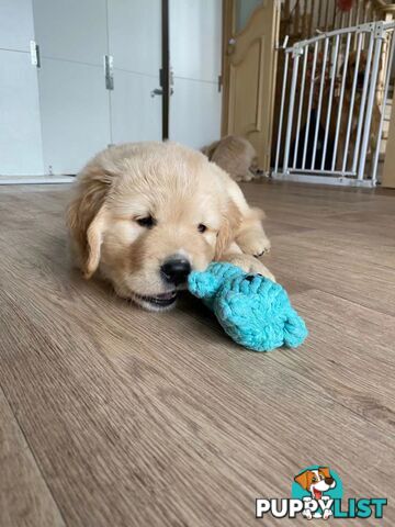 Pure-bred Golden Retriever puppies ready soon
