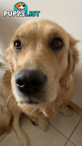 Pure-bred Golden Retriever puppies ready soon
