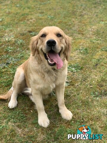 Pure-bred Golden Retriever puppies ready soon